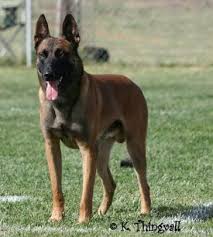 Si eres de los que entiende que un pastor belga malinois o mali es mucho más que una simple raza de perro estas en el sitio adecuado. Interesante Lineas Pastor Belga Malinois Reynosa Tamps Facebook