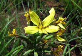 Image result for Lactuca calophylla