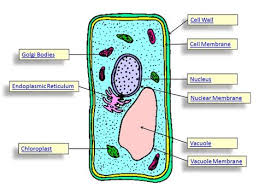 We did not find results for: Images Of Plant Cell