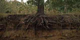 Stumps as large as 66 to 76 cm (26 to 30 in) sprouted 40 percent of the time, however, with an average of eight sprouts per stump. Tree Root Removal A How To Guide Lawnstarter