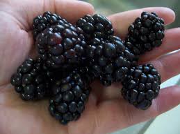 Image result for Rubus sp.