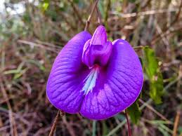 Image result for Centrosema pubescens