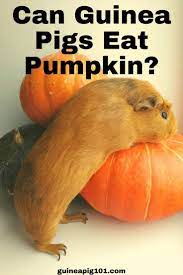 Pin On Guinea Pig Care