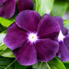 Grow something new from seed. Buy Vinca Nana Black Purple 50 Seeds Online At Plantsguru Com