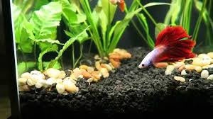 I had a betta in with 3 guppies for over a month and all was well. Betta With Guppies Fluval Planted Aquarium Youtube