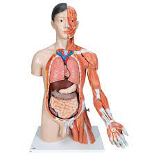 Elements as muscles, tendons, bones, and fat. Human Torso Model Life Size Torso Model Anatomical Teaching Torso Asian Deluxe Dual Sex Torso With Muscled Arm Anatomical Torso With Muscle 33 Part Torso Model
