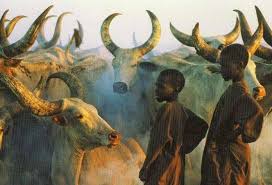 Ancient African Cattle First Domesticated In Middle East Cattle African Africa