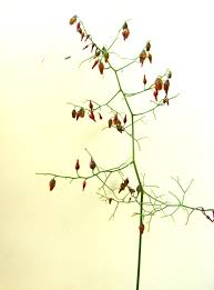 Image result for Schizobasis intricata