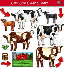 Cow Life Cycle Clipart Set Download Clipart 4 School Life Cycles Clip Art Cow