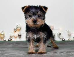 Available Puppies The Fancy Puppy Store Corona Pet Store Puppy Store Puppies Pet Store
