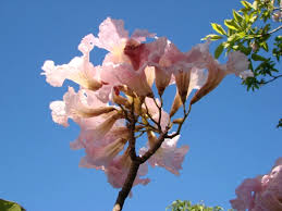 Image result for Handroanthus