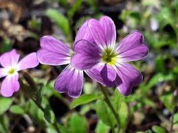 Image result for Malcolmia maritima