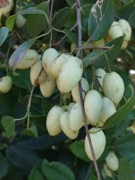 Image result for Elaeodendron croceum