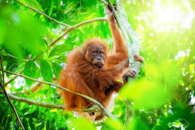 Some of the animals that live in the amazon rainforest include jaguars, sloths, river dolphins, macaws, anacondas, glass frogs, and poison dart frogs. Animals In Wild Orangutan Cute Baby In Tropical Rainforest Relaxing Stock Photo Picture And Royalty Free Image Image 94031521