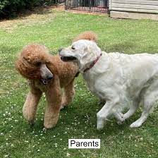 Puppies are then raised on an advanced service dog curriculum from birth to 8 weeks. For More Goldendoodle Puppies For Sale Near Me In Usa Facebook