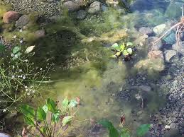 Large Pond Algae Control Hydrosphere Water Gardens