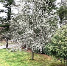 Maybe you would like to learn more about one of these? Bradford Pear Trees For Sale Online The Tree Center