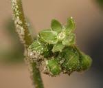 Image result for Pharnaceum brevicaule