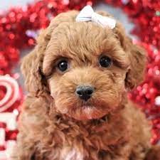 Nora Cavapoo Puppy 634938 Puppyspot Cavapoo Puppies Cavapoo Cavapoo Puppies For Sale