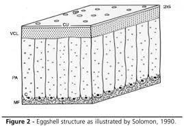 Eggshell chalk should only be used outside and never be used on chalkboards. Scielo Brasil Research On Eggshell Structure And Quality An Historical Overview Research On Eggshell Structure And Quality An Historical Overview