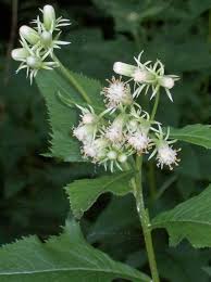 Image result for Aeollanthus suaveolens