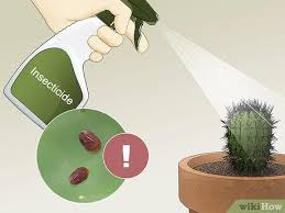 You do not need to sterilize this soil mix before use. 3 Ways To Care For A Cactus Wikihow