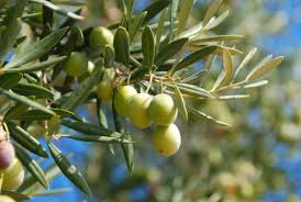 L Olivier Un Arbre Decoratif Et Tendance Au Jardin Comme En Pot
