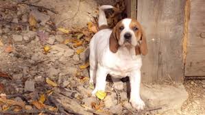 Price of one and include free ad design. American English Coonhound Information And Pictures Petguide