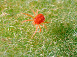 They bite humans in failed attempts to lay their eggs. How To Get Rid Of Spider Mites