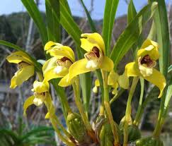 Image result for Sida chrysantha