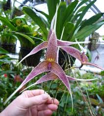 Dracula platycrater - New World Orchids