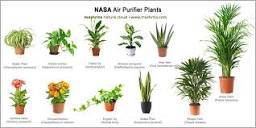 29 Best air purifying plants from NASA clean air study