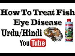 How To Treat Fish Eye Disease Urdu Hindi Youtube