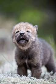 Wolf Pup Animals Baby Wolves Baby Animals