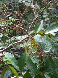 Image result for Anthonotha