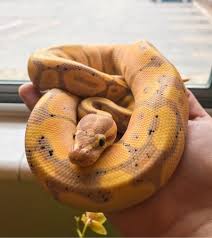 Banana Ball Python Care Guide With Snake Handling Feeding