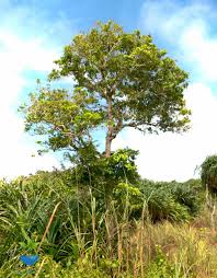 Image result for Drypetes gerrardii