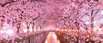 Supervito has uploaded 13632 photos to flickr. Hanami La Bellezza Della Fioritura Degli Alberi Samaradocet