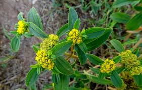 Image result for Cuviera semseii