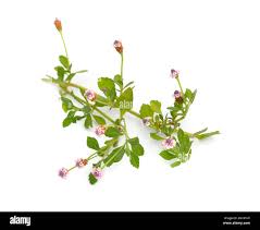 Image result for Phyla nodiflora