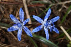 Image result for Scilla achtenii