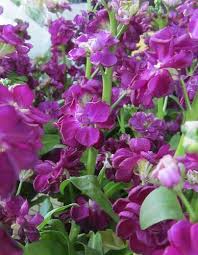 ^ foxglove symbolism and the meaning of foxgloves in the language of flowers. Flowers That Mean Love And Romance Avas Flowers