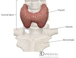 It sits just in front of and to the side of the upper trachea. Thyroid And Parathyroid Glands Advanced Anatomy 2nd Ed