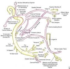 Check spelling or type a new query. Facial Nerve Paralysis Overview Anatomy Pathophysiology