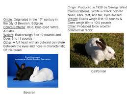 Beverin, giant beveren, blue rabbit of beveren: Rabbit Breeds Small Animal Science Dwarf Or Miniature Ppt Download