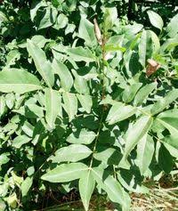 Image result for Zanthoxylum chalybeum