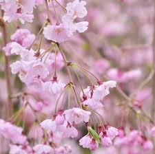 The dwarf flowering cherry is an attractive, leathery leafed 5' flowering bush that makes an excellent hedge. Dwarf Weeping Cherry Tree Everything You Need To Know