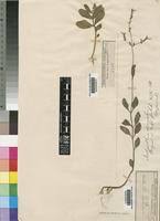 Image result for Aeollanthus pubescens