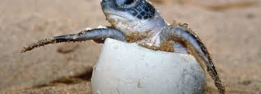 Последние твиты от hawksbill sea turtle (@hawksbill_). Hawksbill Sea Turtles Lay More Eggs Near Qeshm Financial Tribune