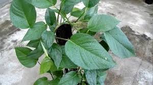 Tubuhnya memiliki struktur yang menyerupai akar,batang, dan daun. Daun Hati Tanaman Memanjat Tanaman Hias Youtube